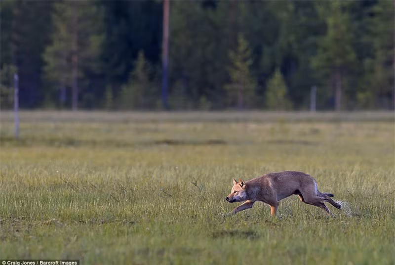 Chú sói lại rình mò tìm kiếm miếng ăn.