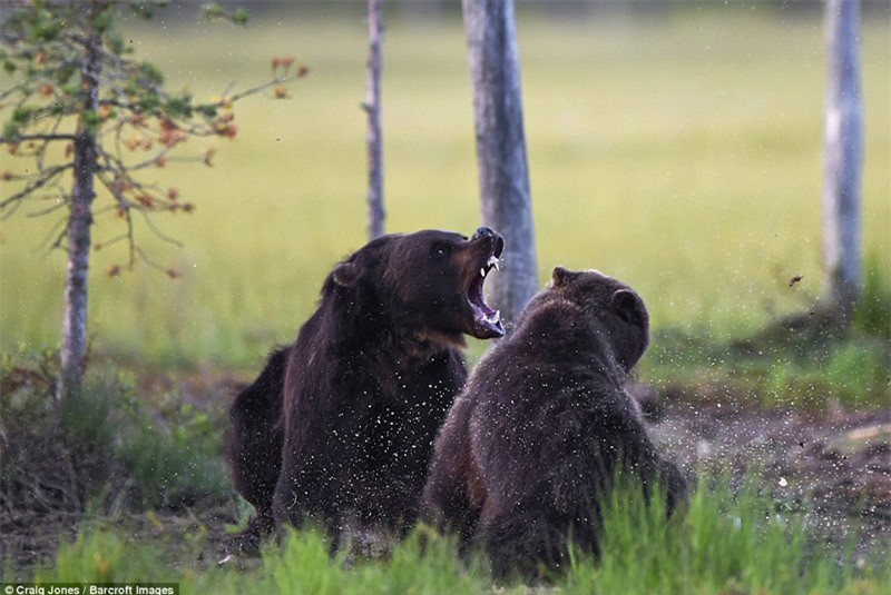 Thêm một con gấu nâu tiến đến, ngay lập tức chúng lao vào hù dọa lẫn nhau.