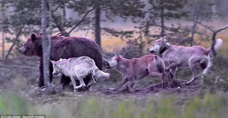 Dù gấu nâu rất to lớn nhưng không làm bầy sói đói run sợ.