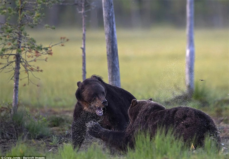Hai con gấu nâu lại tiếp tục gây chiến.