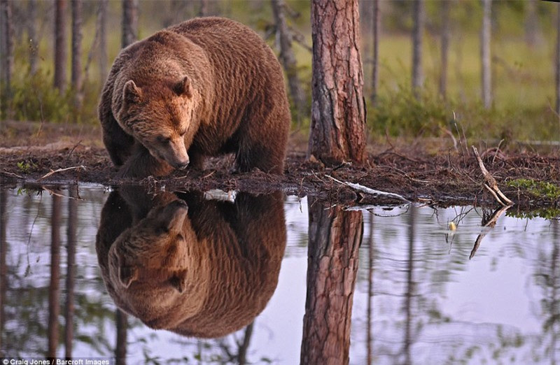 ận cảnh vẻ to lớn, mập mạp của gấu nâu. 