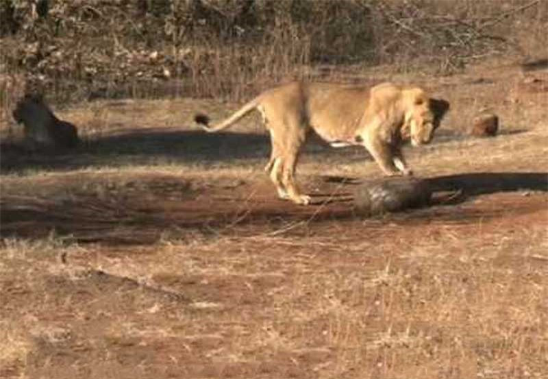 Video: Sư tử “méo mặt” trước khả năng phòng thủ của tê tê Video: Su tu “meo mat” truoc kha nang phong thu cua te te