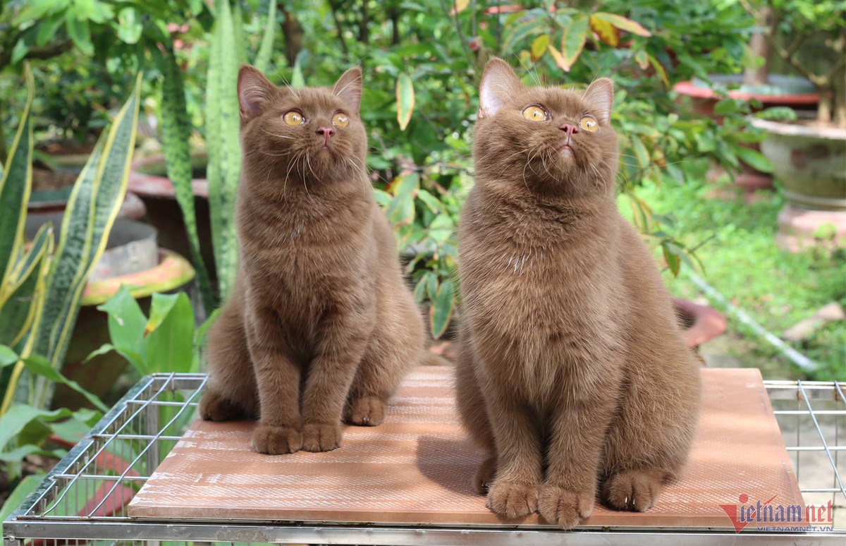 Bo lam y si, chang trai tre kiem nua ty dong/nam tu meo kieng-Hinh-7