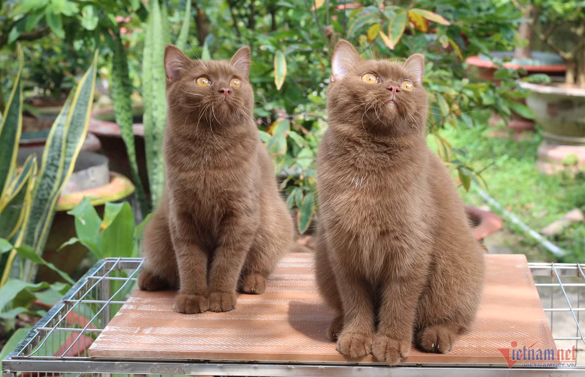 Bo lam y si, chang trai tre kiem nua ty dong/nam tu meo kieng-Hinh-7