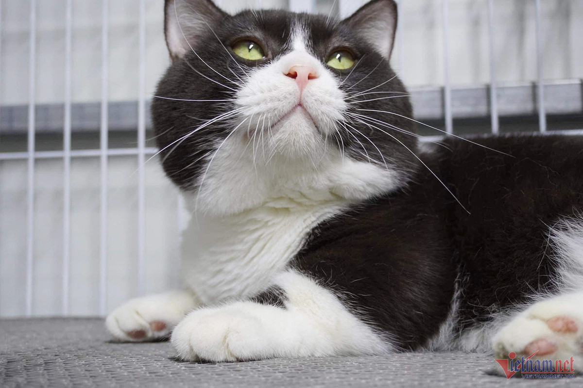 Bo lam y si, chang trai tre kiem nua ty dong/nam tu meo kieng-Hinh-4