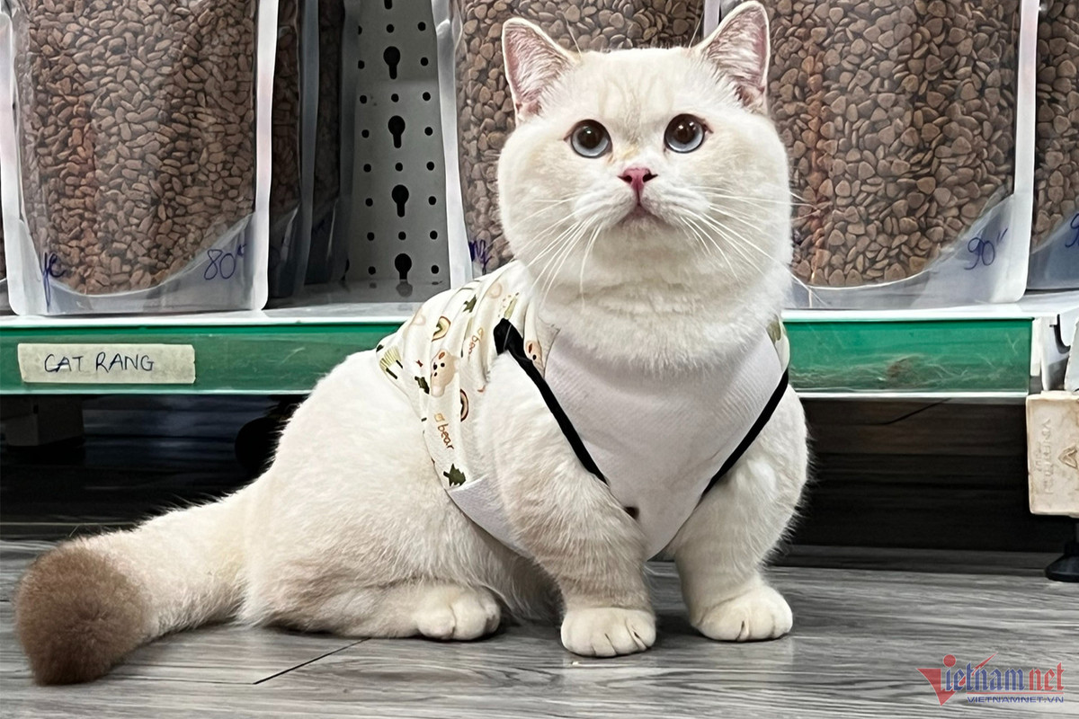 Bo lam y si, chang trai tre kiem nua ty dong/nam tu meo kieng-Hinh-2