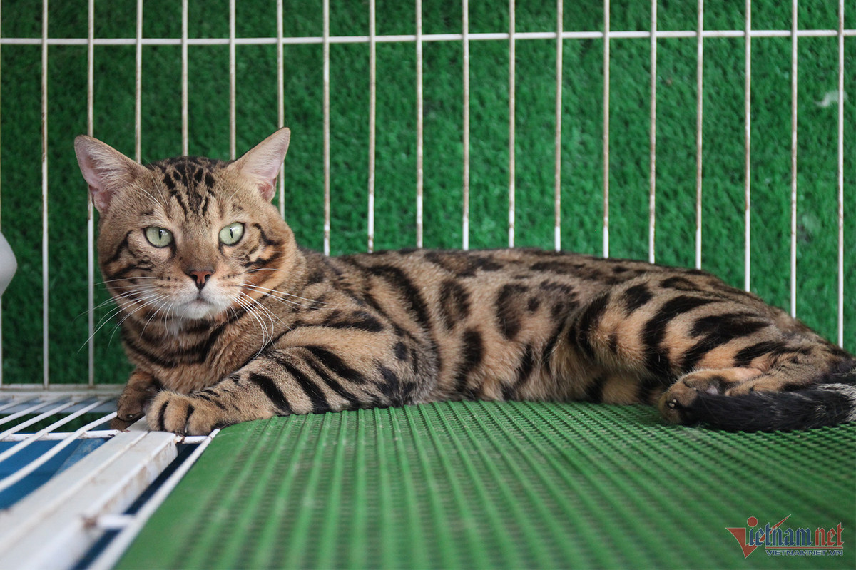 Bo lam y si, chang trai tre kiem nua ty dong/nam tu meo kieng-Hinh-6