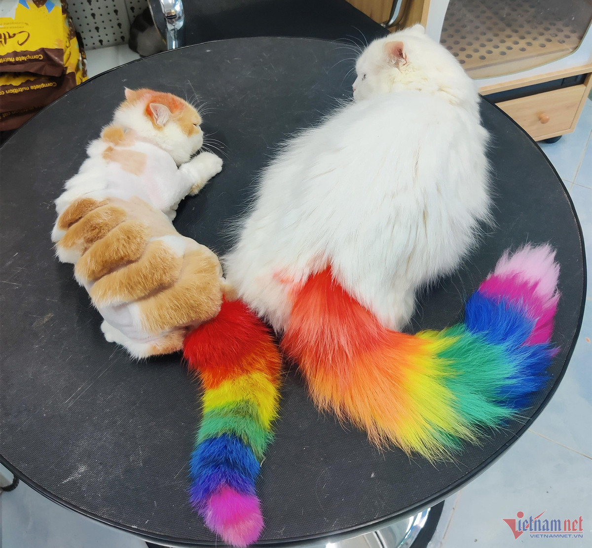 Bo lam y si, chang trai tre kiem nua ty dong/nam tu meo kieng-Hinh-8