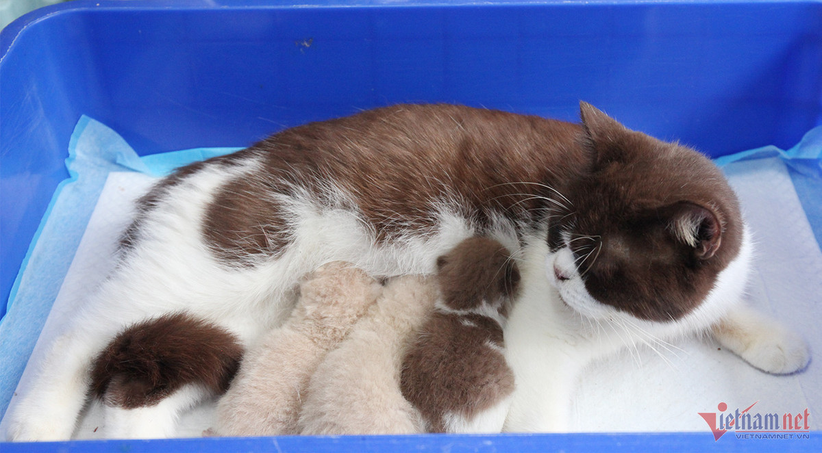 Bo lam y si, chang trai tre kiem nua ty dong/nam tu meo kieng-Hinh-5