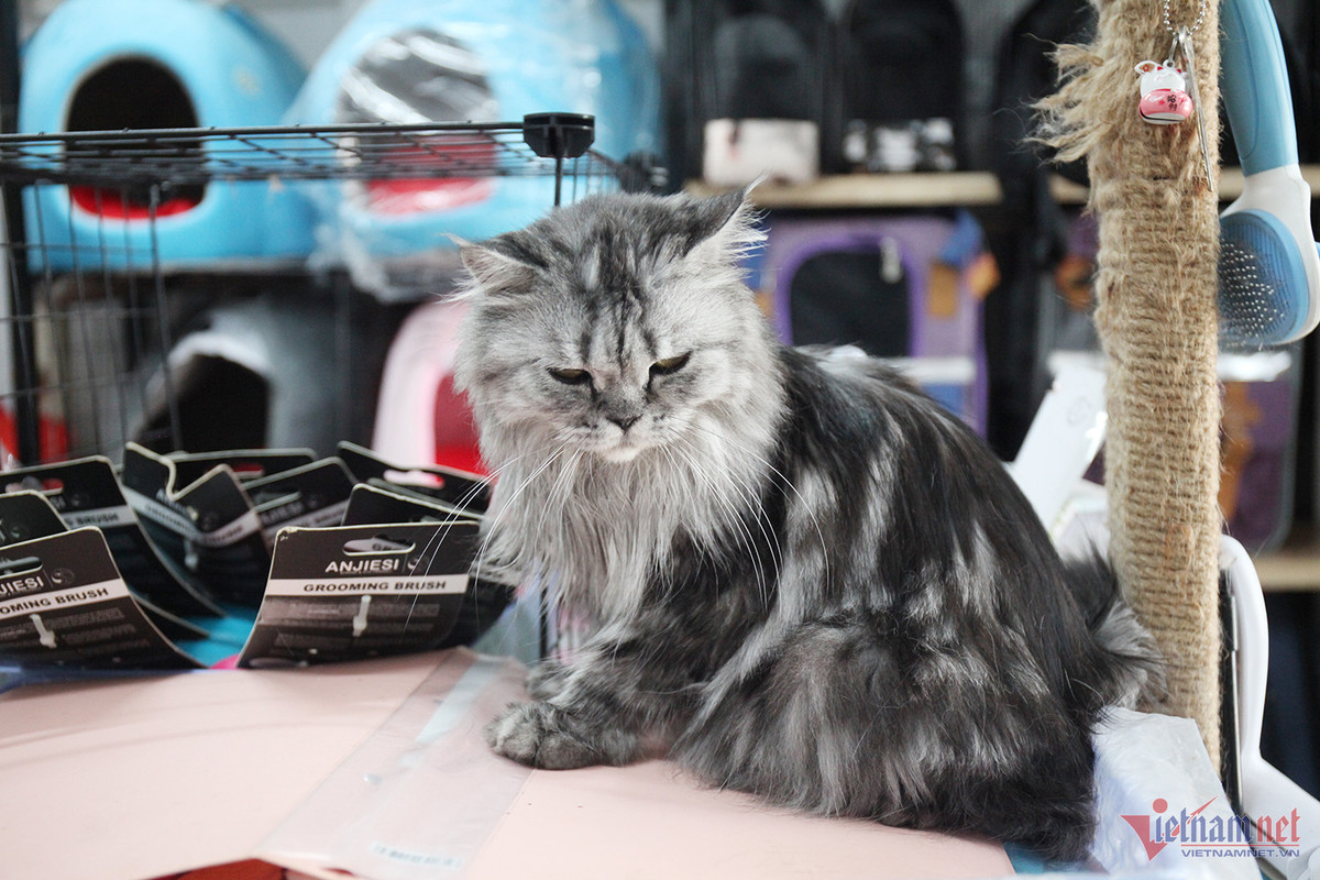 Bo lam y si, chang trai tre kiem nua ty dong/nam tu meo kieng-Hinh-3