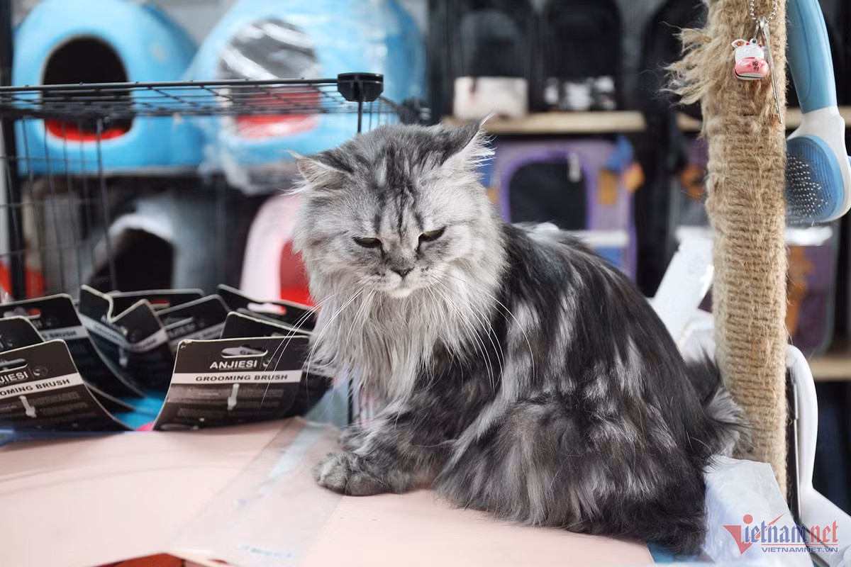 Bo lam y si, chang trai tre kiem nua ty dong/nam tu meo kieng-Hinh-3