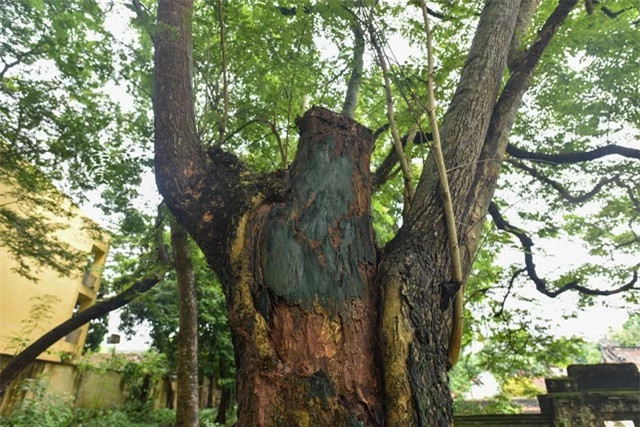 Được biết, 2 cây sưa đã có dấu hiệu mối mục, tán thưa dần. Dưới gốc một cây sưa trước đây bị mục ruỗng. Để ngăn tình trạng mối mọt, người dân làng Quán Giá đã phải nhanh chóng để bê tông đầy vào trong gốc cây. 