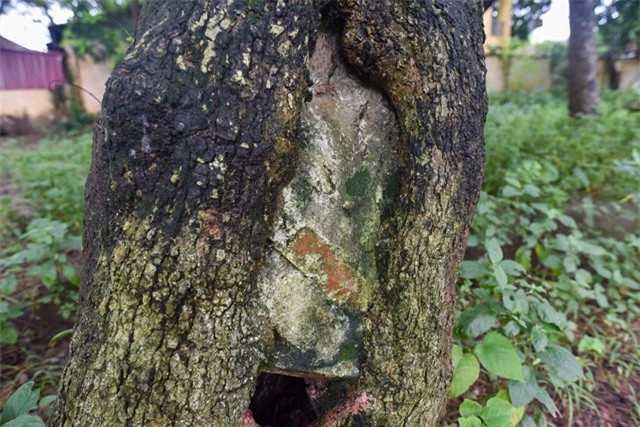  Hiện tại, 1 cây vẫn đang phát triển tốt và nhiều lần được giới kinh doanh gỗ ngỏ ý mua với mức giá cao ngất ngưởng. Ông Kỳ cho biết:“Trong số 3 cây sưa, 2 cây đang bị mục gốc và mối mọt, còn 1 cây lớn nhất phát triển rất tốt, cành lá sum suê”.