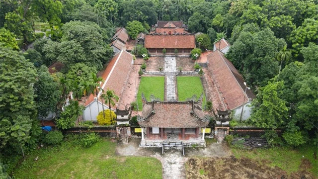 Bên cạnh cây sưa 100 tuổi, làng Quán Giá còn có 2 cây sưa cổ hàng trăm tuổi được người dân trong làng ví là những “khối vàng lộ thiên”. Khi hỏi về tuổi thọ của 3 cây sưa những cụ cao tuổi trong làng không có câu đáp án cụ thể:“Từ thời chúng tôi còn nhỏ cây sưa đã cao lớn tán sum suê, không ai biết cây được trồng vào khi nào”.