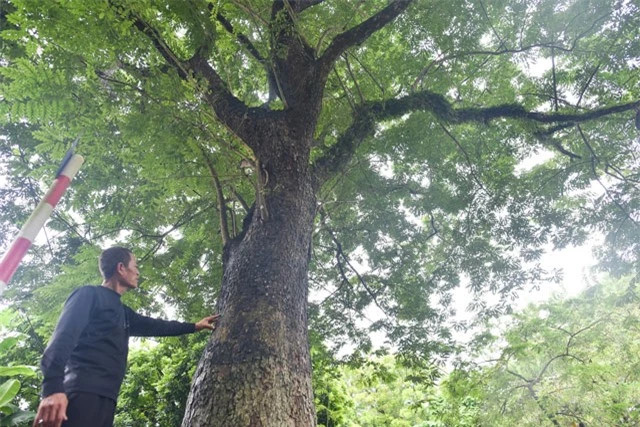  Cây sưa 100 tuổi ở đình Quán Giá, xã Yên Sở (huyện Hoài Đức, Hà Nội) luôn nhận được sự quan tâm của giới kinh doanh gỗ. Cây cao khoảng 15 m, đường kính hơn 1 m, cỡ hai vòng tay người lớn và tán lá tỏa rộng.