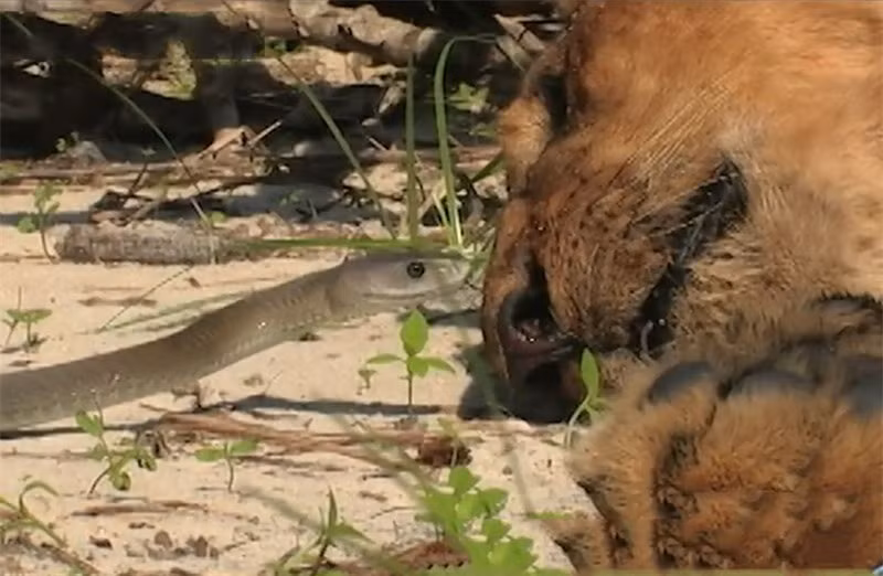 Sư tử chết thảm vì bị rắn kịch độc cắn ảnh 1