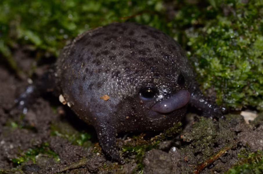 Chúng rất giỏi trong việc đào hang và thường tạo rɑ những "đường hầm" sâu đến 15cm dưới lòng đất.