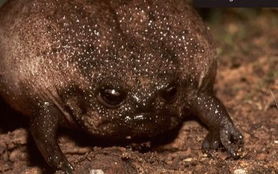 Chúng dành phần lớn thời gian của mình dưới lòng đất thay vì sinh sống tại các rìa ao hồ hoặc đầm lầy.