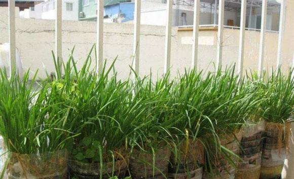 Loai rau nen trong o ban cong tot cho suc khoe, ngua ung thu-Hinh-4