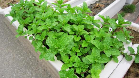 Loai rau nen trong o ban cong tot cho suc khoe, ngua ung thu