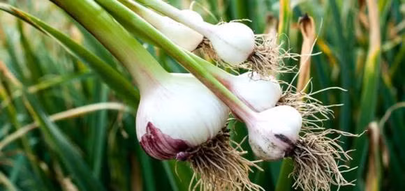 Loai rau nen trong o ban cong tot cho suc khoe, ngua ung thu-Hinh-3