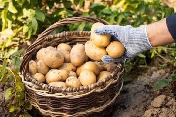 Bat ngo su khac biet giua khoai tay vo vang va vo trang?