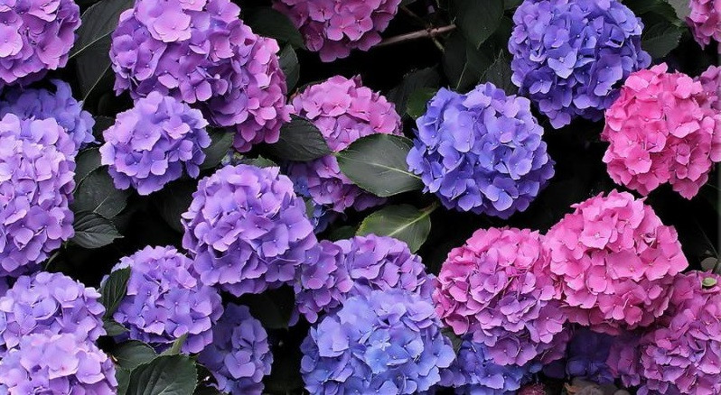 Thang 2 nhuan Am lich, 3 con giap co loc kinh doanh