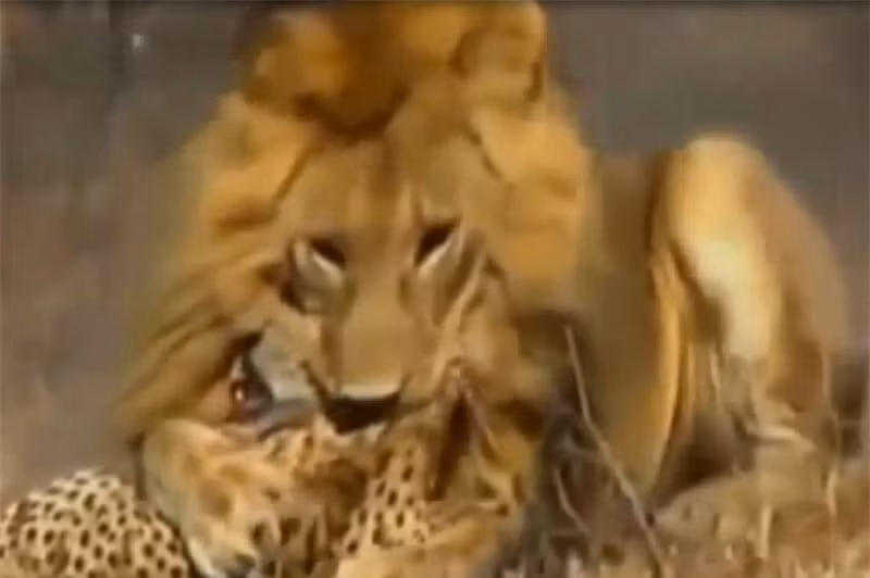 Video: Sư tử đực hạ sát báo săn trong “vài nốt nhạc” - Hình 2 Video: Su tu duc ha sat bao san trong “vai not nhac”-Hinh-2