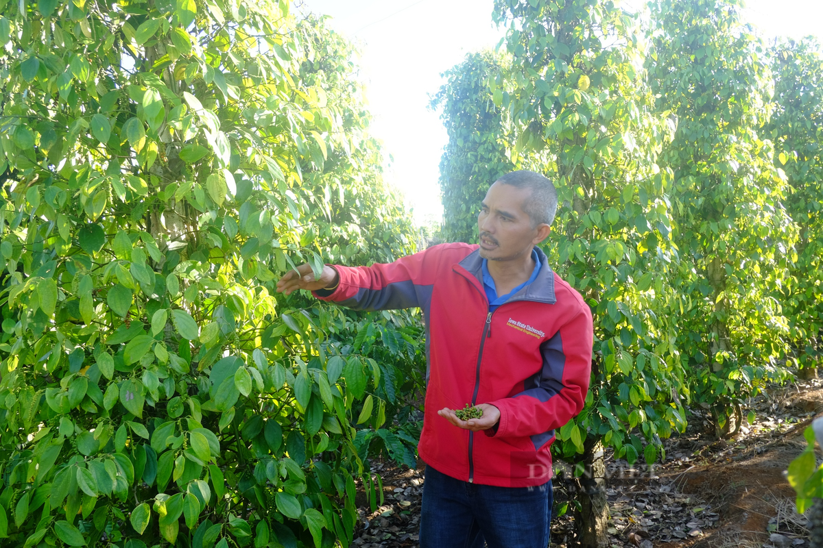 Gia tieu cua Viet Nam se cham moc 90.000 - 100.000 dong/kg?