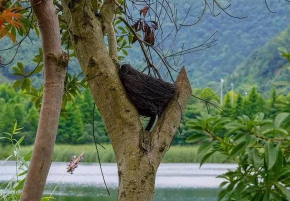 To cua hau het loai chim huong len troi, neu mua thi lam sao?-Hinh-4