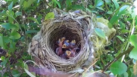 To cua hau het loai chim huong len troi, neu mua thi lam sao?-Hinh-3