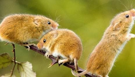 Ba con giap co van may tot nhat, tai loc un un keo den-Hinh-2