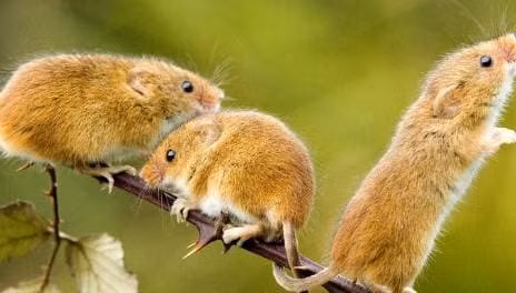 Ba con giap co van may tot nhat, tai loc un un keo den-Hinh-2