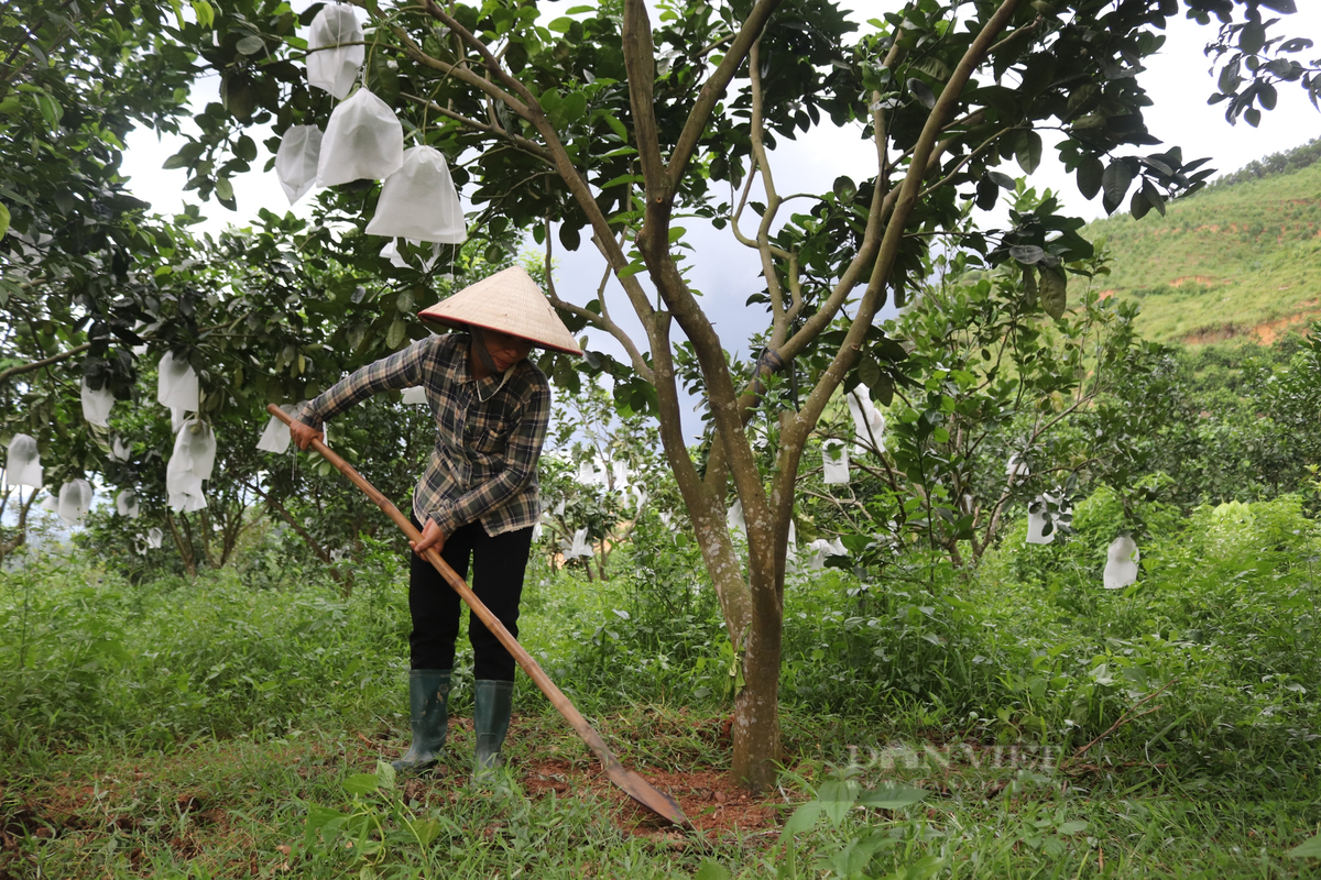 Vuon buoi da xanh nhin dau cung thay trai cua nong dan Hoa Binh-Hinh-4