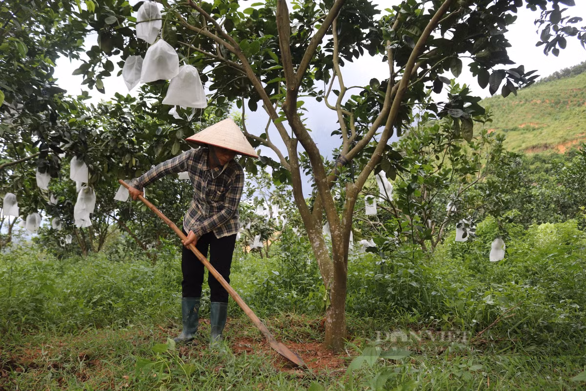 Vườn bưởi da xanh nhìn đâu cũng thấy trái của nông dân Hòa Bình - Hình 4 Vuon buoi da xanh nhin dau cung thay trai cua nong dan Hoa Binh-Hinh-4