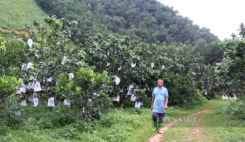Vuon buoi da xanh nhin dau cung thay trai cua nong dan Hoa Binh