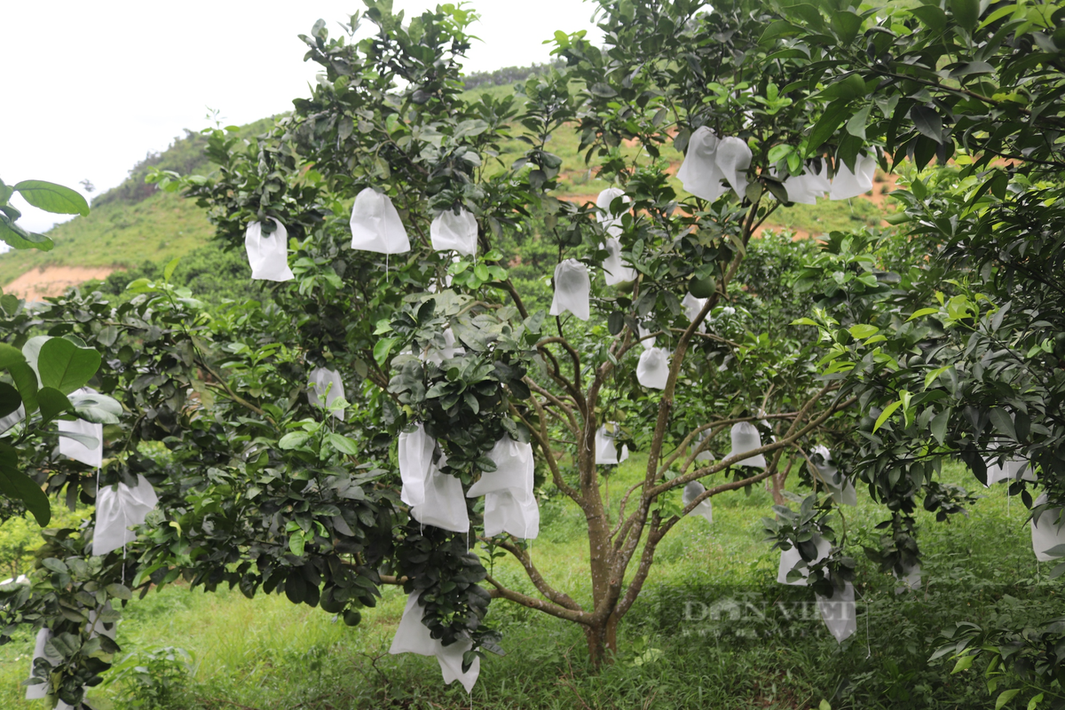 Vuon buoi da xanh nhin dau cung thay trai cua nong dan Hoa Binh-Hinh-3