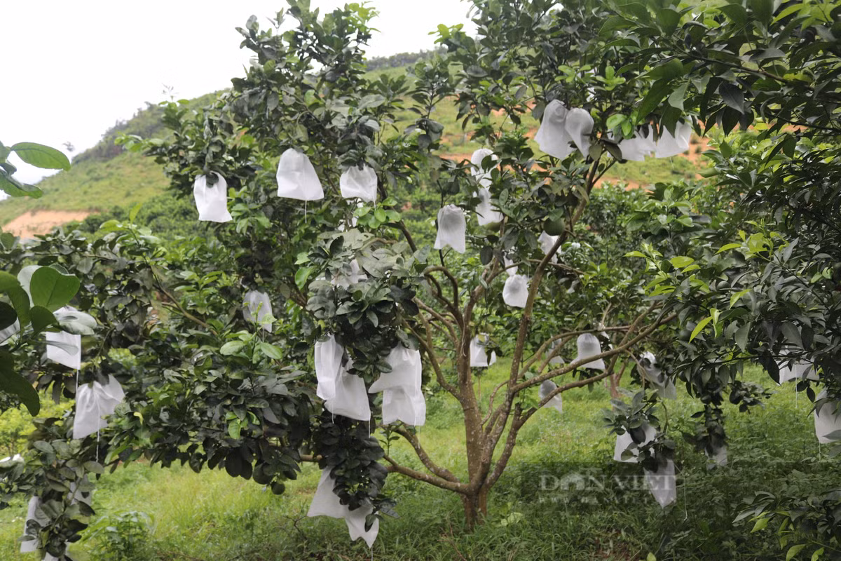 Vườn bưởi da xanh nhìn đâu cũng thấy trái của nông dân Hòa Bình - Hình 3 Vuon buoi da xanh nhin dau cung thay trai cua nong dan Hoa Binh-Hinh-3