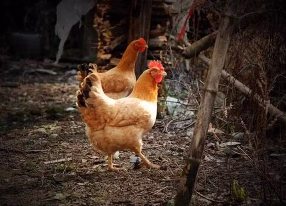 Con ret ai cung so va tranh, sao ga lai khong so?-Hinh-10