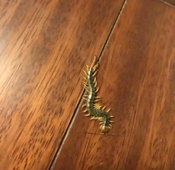 Con ret ai cung so va tranh, sao ga lai khong so?