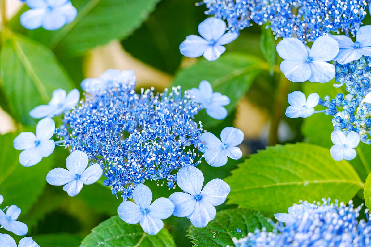 Sinh vào tháng 11 Âm lịch. Theo tử vi, người sinh vào tháng 11 Âm lịch có tài cao, chí lớn, không chịu an phận thủ thường. Người sinh vào tháng này không thích những công việc lặp đi lặp lại hàng ngày. Họ tràn đầy những ý tưởng sáng tạo và mong muốn khởi nghiệp để đạt được thành công riêng.