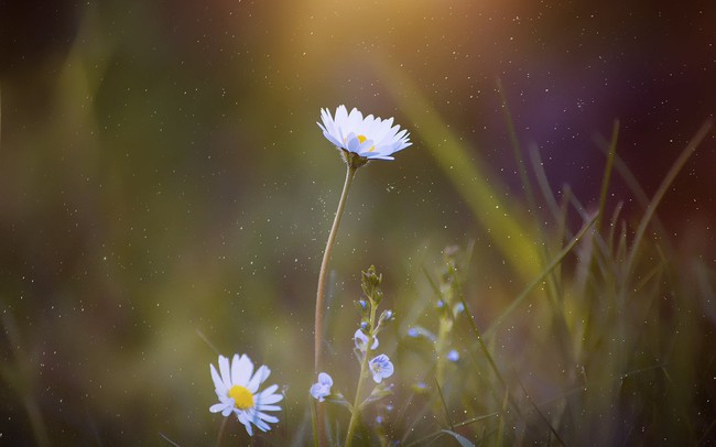 Người sinh vào tháng 3 Âm lịch được định sẵn có cuộc sống ấm êm, đủ đầy. Người sinh vào tháng Âm lịch này thông minh, trí tuệ và biết sử dụng tài nguyên xung quanh mình để thăng tiến trong sự nghiệp.