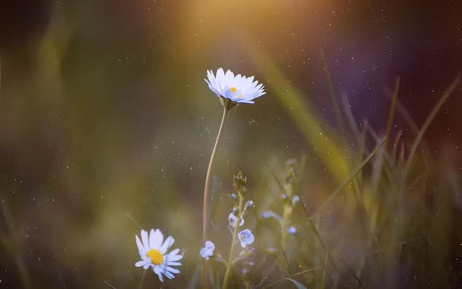 Người sinh vào tháng 3 Âm lịch được định sẵn có cuộc sống ấm êm, đủ đầy. Người sinh vào tháng Âm lịch này thông minh, trí tuệ và biết sử dụng tài nguyên xung quanh mình để thăng tiến trong sự nghiệp.