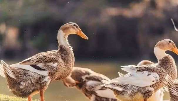 Mổ vịt phát hiện viên đá lạ, hóa ra giá hơn 300 tỷ Mo vit phat hien vien da la, hoa ra gia hon 300 ty