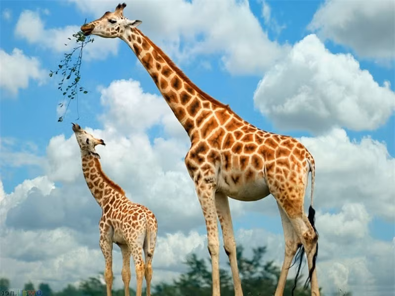 Hươu cao cổ cái bắt đầu bước vào thời kỳ sinh sản từ lúc 4-5 tuổi.