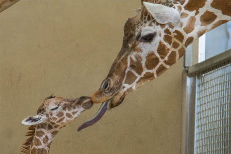 Hươu cao cổ thường mang thai từ 400-460 ngày.