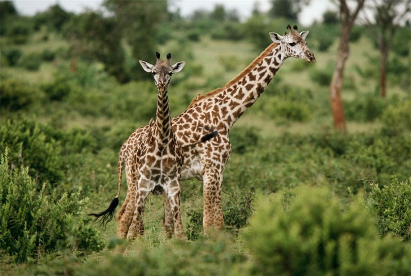 Chiều dài cổ của hươu cao cổ có thể đạt tới 2m.