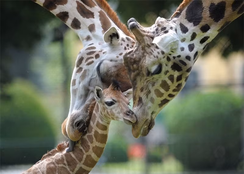 Hươu cao cổ thường sống ở thảo nguyên, đồng cỏ và rừng mở. Chúng rất thích ăn lá keo, cây bụi, cỏ và trái cây.