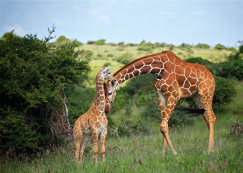  Hươu cao cổ có tên khoa học là Giraffa. Đây là chi động vật có vú thuộc bộ Guốc chẵn, là động vật cao nhất trên cạn và động vật nhai lại lớn nhất.
