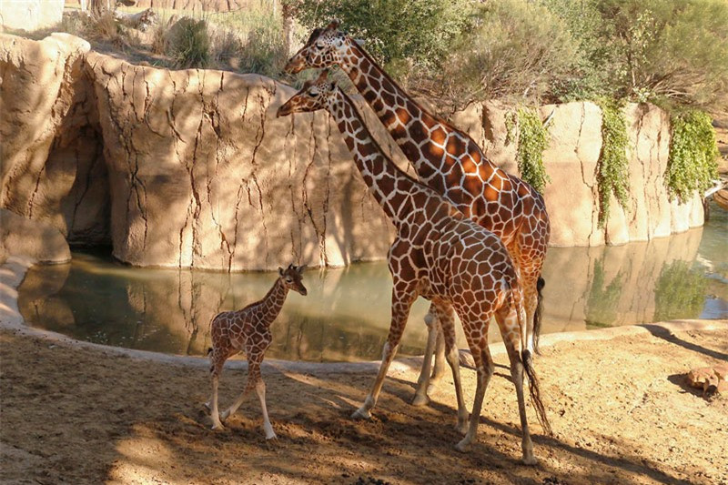 Một con hươu cao cổ tiêu thụ khoảng 34kg lá mỗi ngày.
